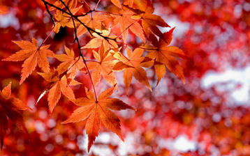 

Заставки осень, фото красные листья, небо

