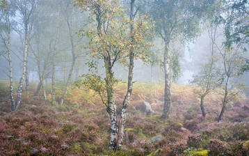 

Фото осень, обои лес, туман, осенняя природа

