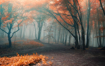 

Качественные картинки осень, фото туман, лес

