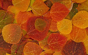 

Обои осень листья дождь

