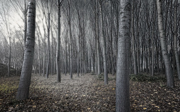 

Заставки осенние, картинки мрачный лес


