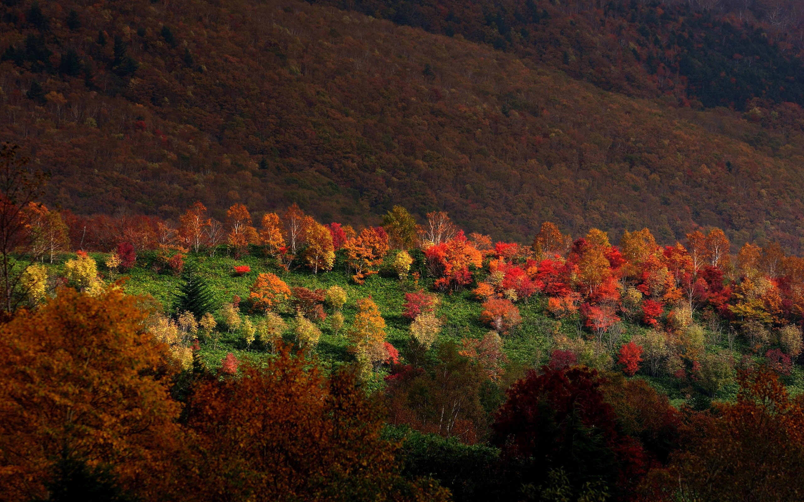 Красивые Осенние Фото Природы В Хорошем Качестве