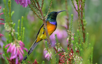 

Красивые фото экзотические птицы

