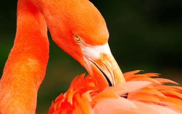 

HD заставки птицы фламинго

