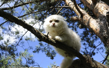 

Фото котята, пушистый, белый, дерево

