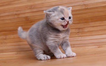 

Фото котята, маленький, злой, шипит

