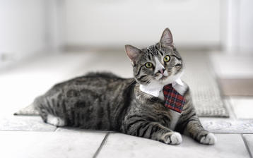 

Фото коты, серый, полосатый, галстук

