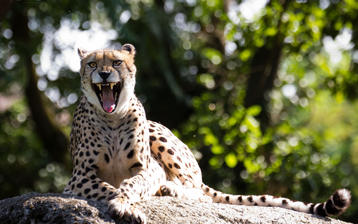 

Обои хищник семейства кошачьих, гепард

