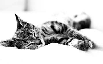 

Фото коты, черно белый, полосатый

