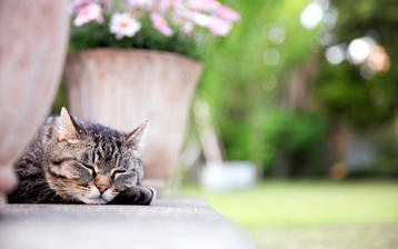 

Картинки коты, спит, цветы

