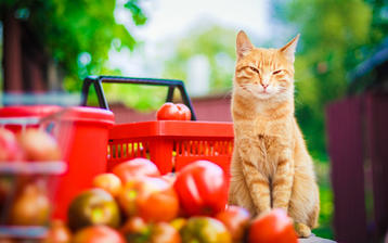 

Качественные картинки коты, рыжий, фрукты

