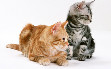 

Обои котята серый рыжий полосатый

