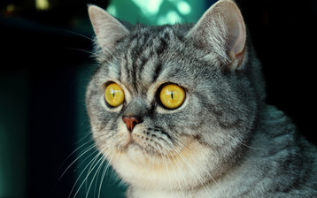 

Качественные обои кошка большие глаза

