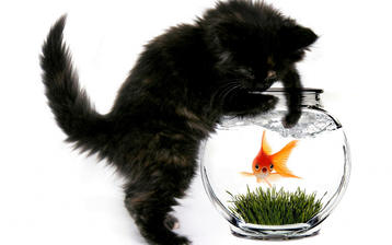 

фото смешные, кот, рыбалка, золотая рыбка

