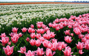 

Картинки цветы, поле, тюльпаны скачать бесплатно обои высокого качества

