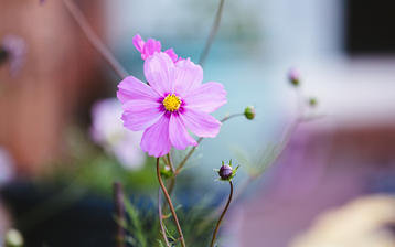 

Фото цветы, сиреневый цветочек

