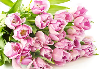 

цветы HD заставки, розовые тюльпаны, букет

