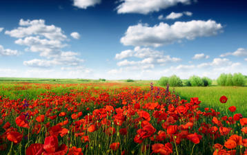 

Красивые фото цветы, поле, Голландия, тюльпаны

