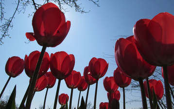 

Фото красивые цветы тюльпаны

