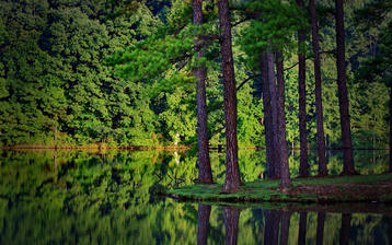 

Картинки лес, сосны, река, красота скачать бесплатно обои высокого качества

