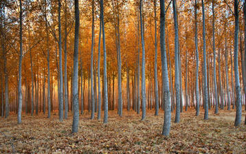 

Фото лес, березовая роща, осень

