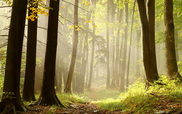 

Обои лес, стволы, чаща, туман

