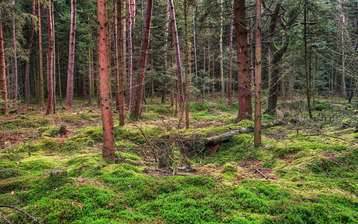 

Фото лес лесные пейзажи

