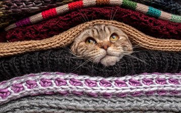 

Картинки прикольные 2560x1600 кот в свитерах скачать бесплатно обои высокого качества

