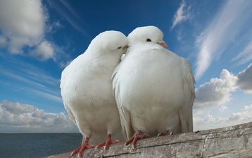 

Картинка любовь обои голуби

