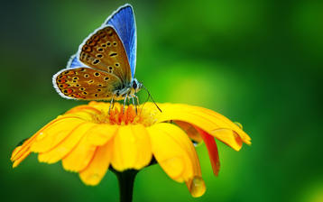 

Красивые фото макро, бабочка, цветок

