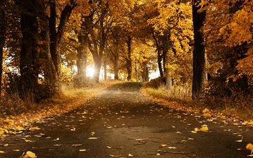 

HD обои, осень, парк, опавшие листья

