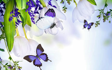 

Обои весенняя природа, фото бабочки

