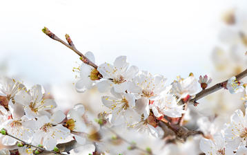 

Весна HD заставки, цветущая вишня

