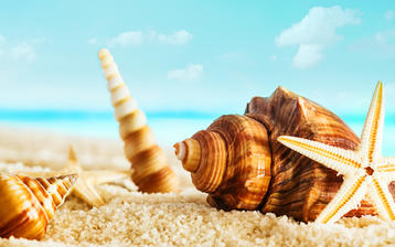 

Фото лето, пляж, песок, ракушки

