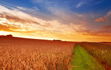 

Фото лето, поле, пшеница, колосья


