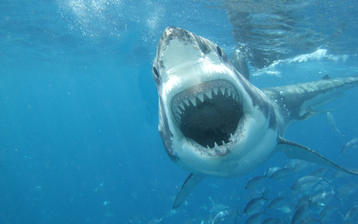 

Фото рыбы, акула, пасть, зубы


