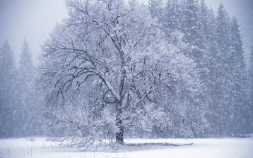 

HD обои зима, одинокое дерево, иней

