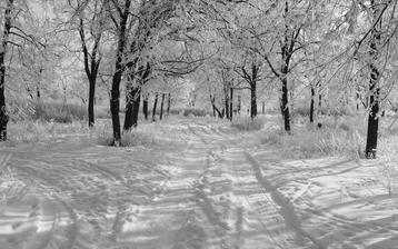 

Заставки зима, картинки заснеженный парк, аллея

