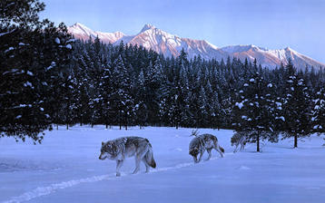 

HD обои 2560x1600 зима, фото волки, снег

