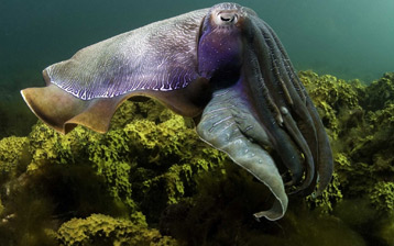 

Обои обитателей глубин, морской осьминог

